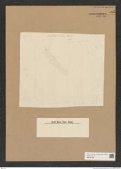 Diatomeae indet. Zeichnungen Sammlung Grunow Nr. 7595 (NHMW-BOT-W0376758)